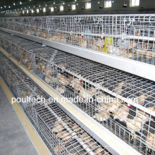 Poul Tech Pullet Chicken Cage (Ein Rahmen)